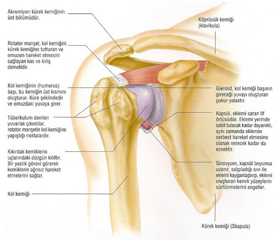 Humeral pain