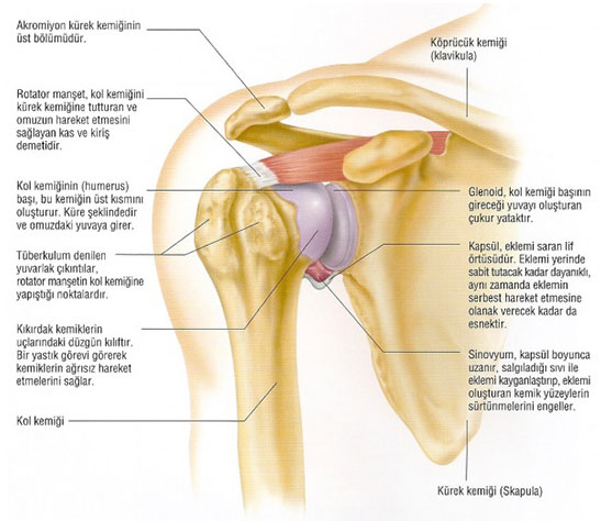 Humerus pain on sale